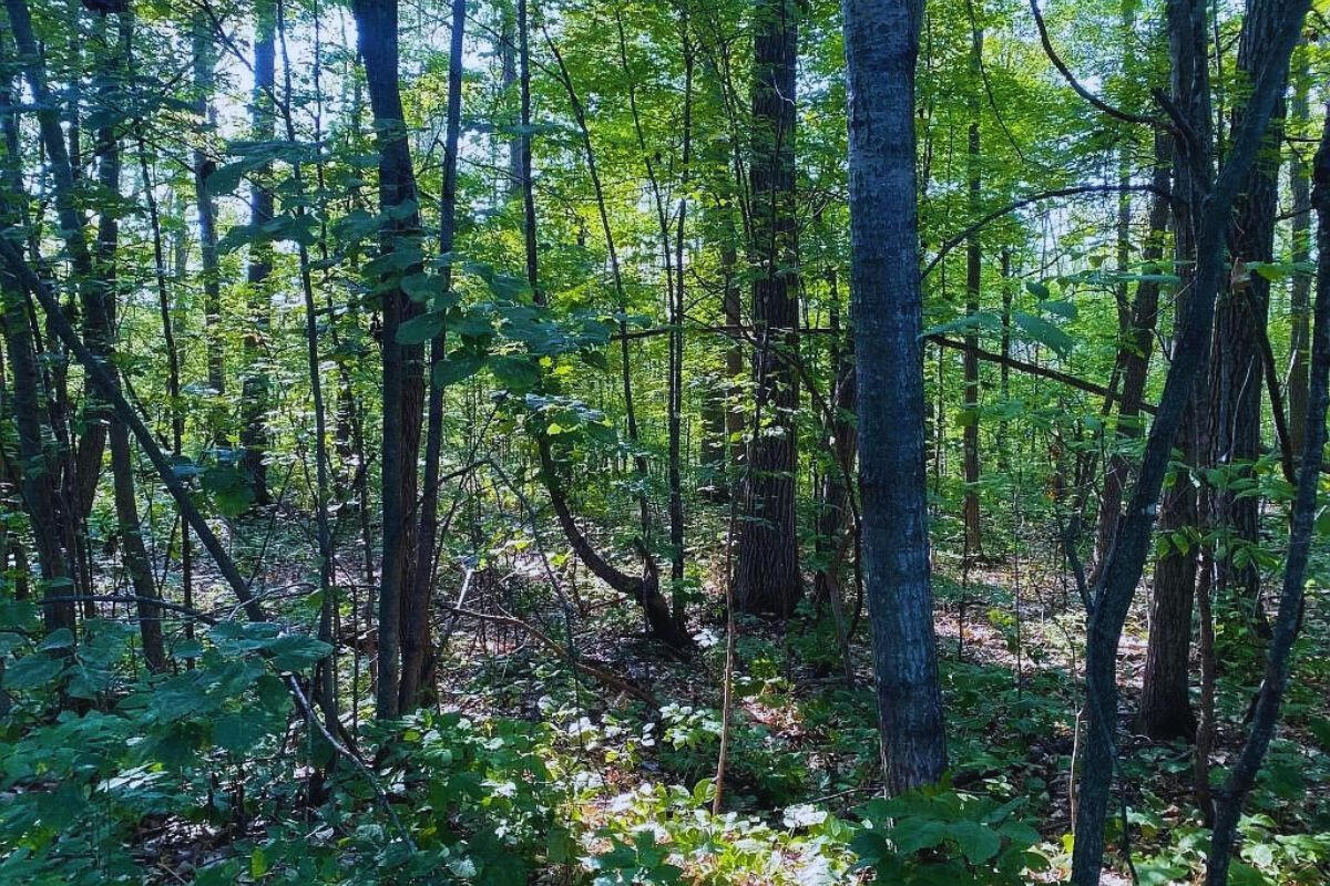 Near Private Lake - Flinstone Dr, Cushing, MN 56443