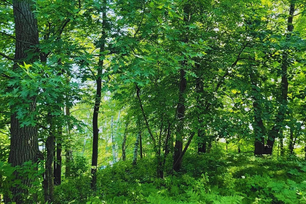 Near Private Lake - Flinstone Dr, Cushing, MN 56443