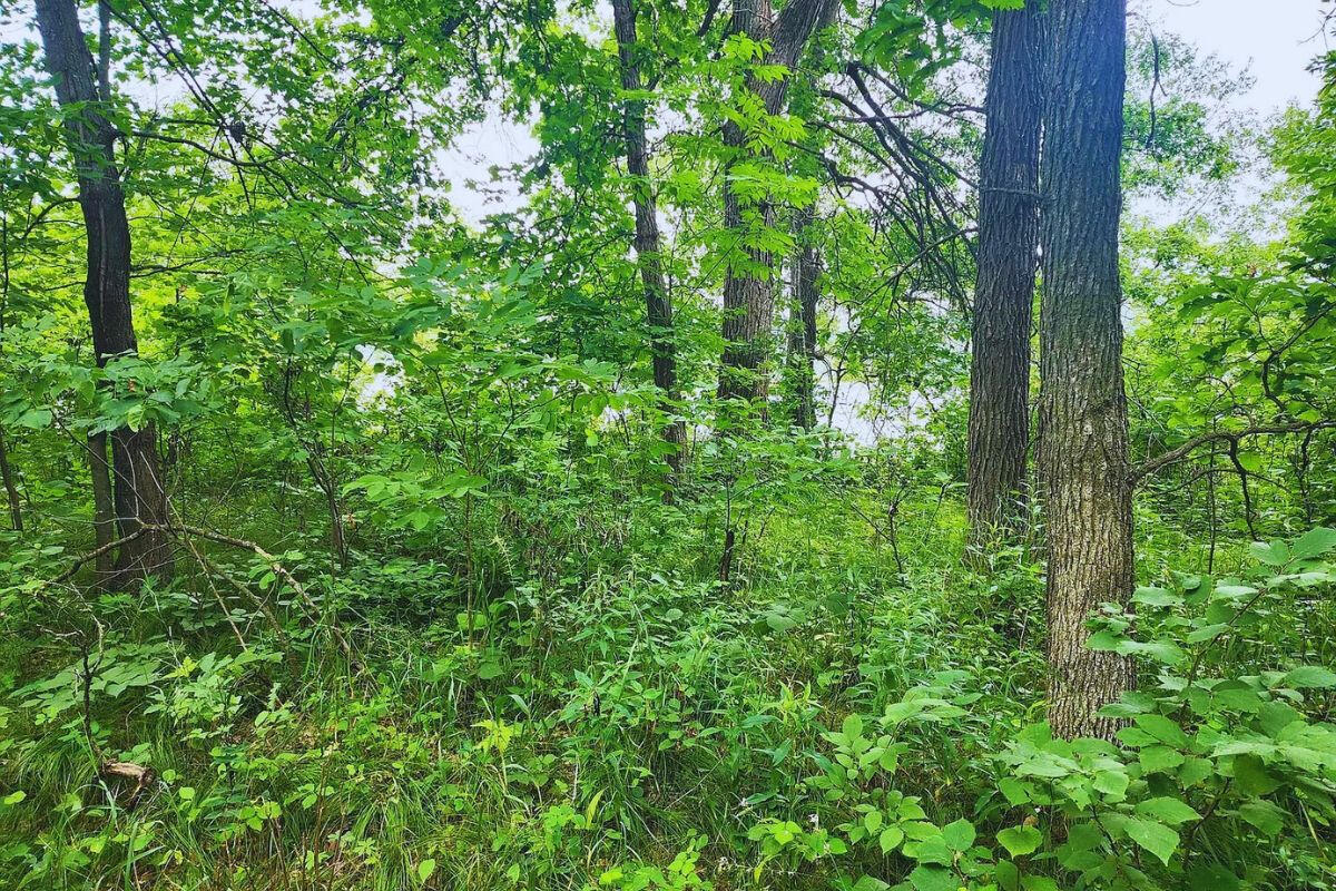 Near Private Lake - Flinstone Dr, Cushing, MN 56443