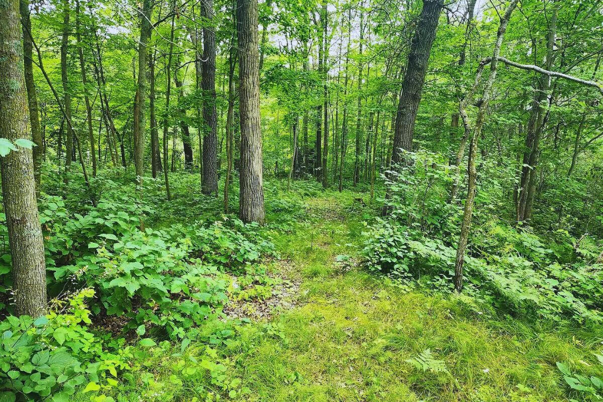 Near Private Lake - Flinstone Dr, Cushing, MN 56443